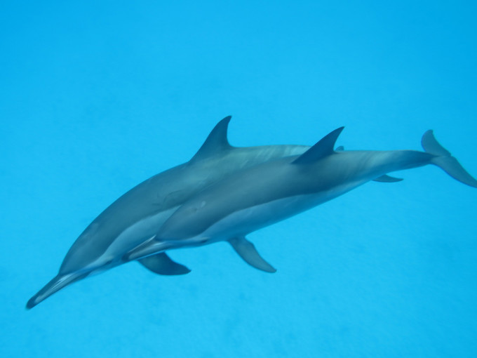 Août 2019 Nager en conscience avec les dauphins libres -MER ROUGE