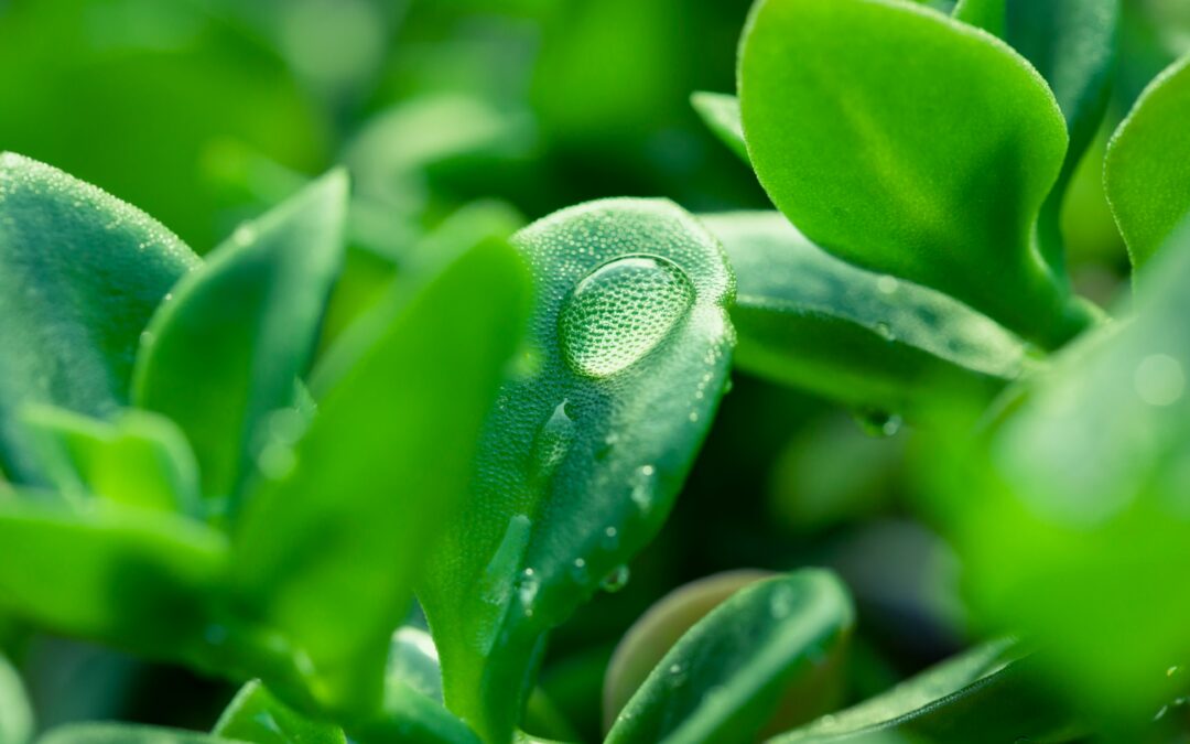 La profonde détente en syntonisant avec microbiote